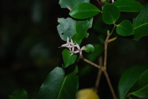 Ixora samoensis observed 2016-05-14