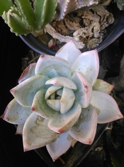 Echeveria colorata