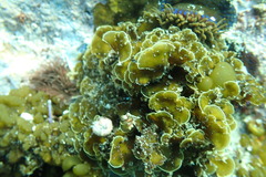 Exallosorus harveyanus