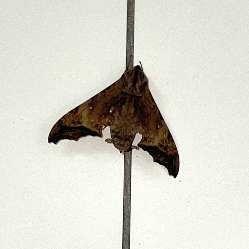 Nyceryx riscus