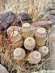 Echinocereus pectinatus rutowiorum