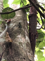 Sceloporus serrifer
