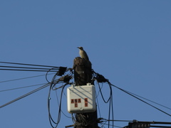 Melanerpes aurifrons