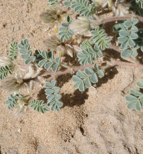 Image of Dalea mollis by (c) Bob Miller, some rights reserved (CC BY)