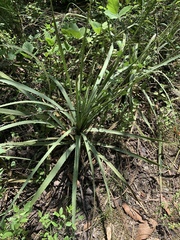 Dasylirion berlandieri