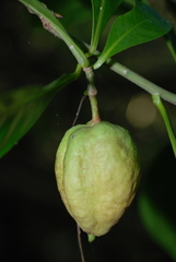 Barringtonia samoensis