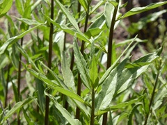 Helianthus californicus