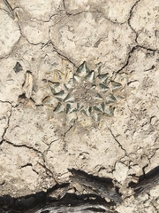 Ariocarpus kotschoubeyanus