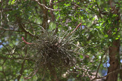 Tillandsia baileyi