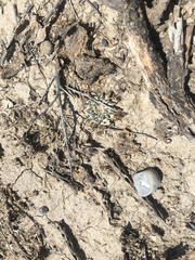 Ariocarpus kotschoubeyanus