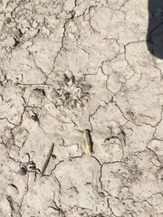 Ariocarpus kotschoubeyanus