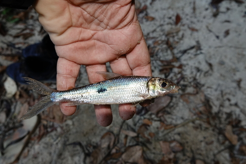 Twospot bivibranchia (Bivibranchia bimaculata) — Hemiodontidae — 2