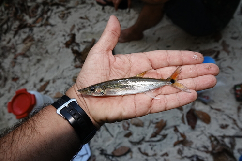 Red-tailed freshwater barracuda (Acestrorhynchus falcatus) — Acestrorhynchidae — 2