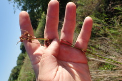 Rhynchospora perplexa