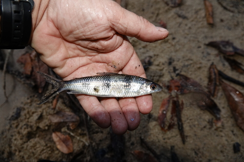 Barred hemiodus (Hemiodus quadrimaculatus) — Hemiodontidae
