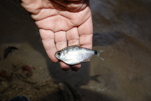 Georgia tetra (Moenkhausia georgiae) — Characidae — 3