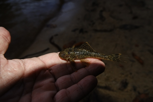 Bigmouth pleco (Guyanancistrus brevispinis) — Loricariidae — 2