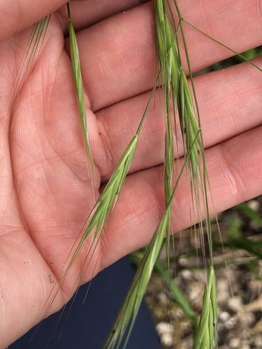 Ripgut Brome (Bromus rigidus)