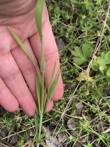 Bromus rigidus, photograph 2