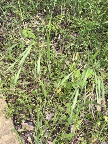 Bromus rigidus, photograph 3