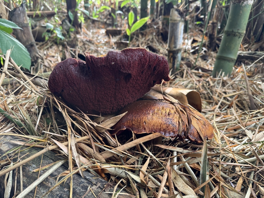 Suillus luteus · April 2024 · photo: © bealeiderman (iNaturalist, cc-by)
