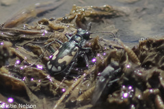Cicindela willistoni