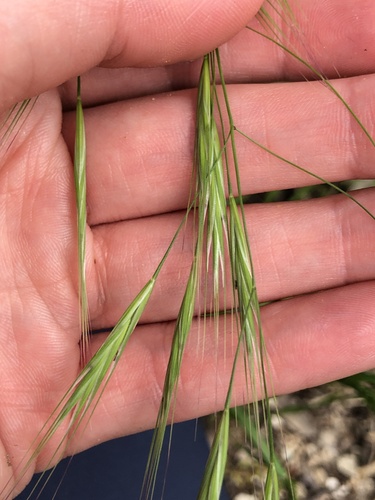 Bromus rigidus, photograph 4