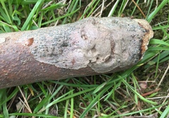 Splanchnonema platani