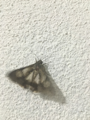 Melipotis jucunda
