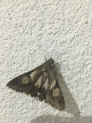 Melipotis jucunda