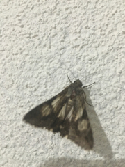 Melipotis jucunda