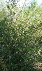 Randia obcordata