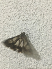 Melipotis jucunda