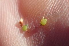 Rhynchospora perplexa