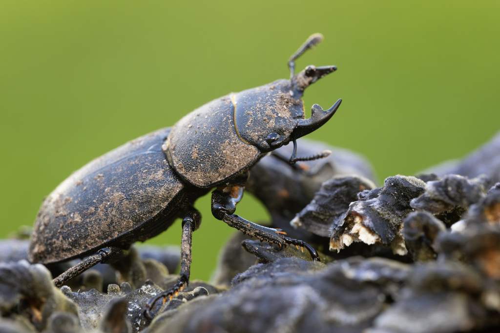 Lesser Stag Beetle, photo 1 of 10