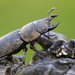 Lesser Stag Beetle - Photo (c) Manuel Raab, some rights reserved (CC BY-NC), uploaded by Manuel Raab