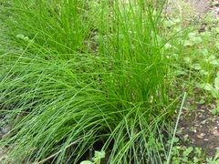 Juncus textilis