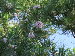 Chilopsis linearis