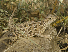 Southern Earless Lizard photo 1