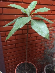 Verbesina crassiramea