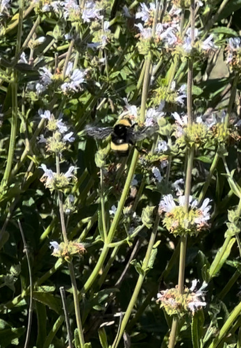 iNaturalist observation photo of Crotch's Bumble Bee