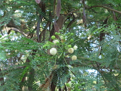 Leucaena leucocephala