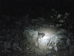 Bahamian Hutia photo 2