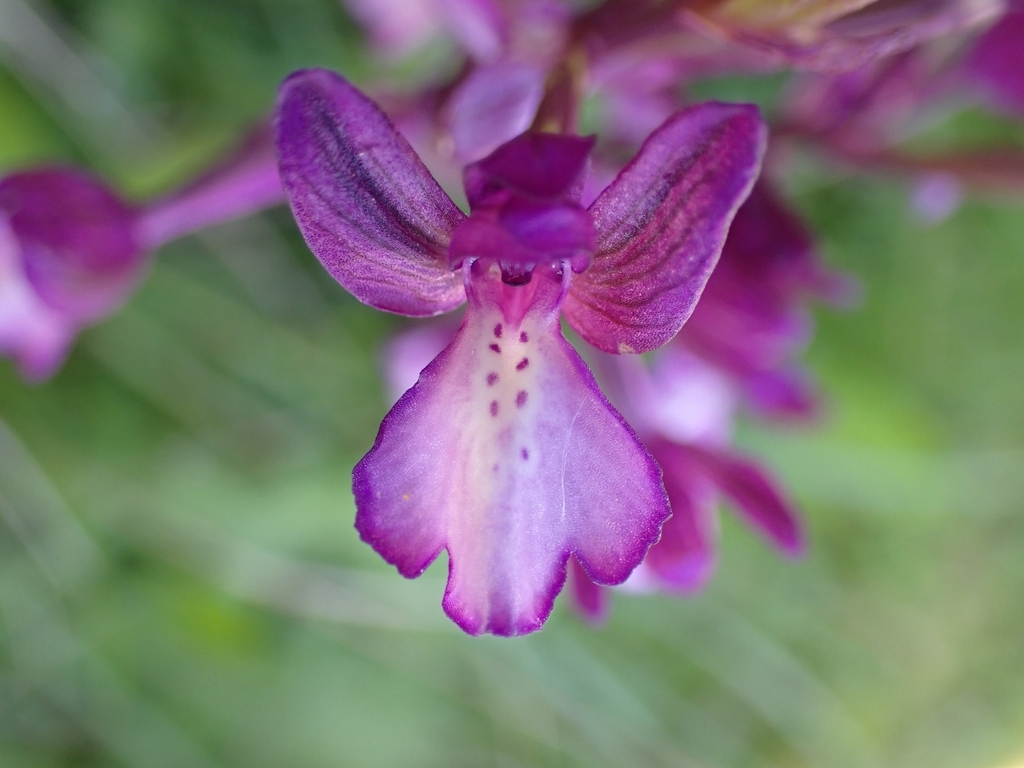 Anacamptis boryi