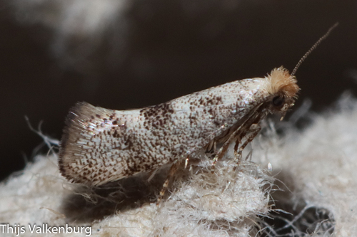 Infurcitinea marcunella