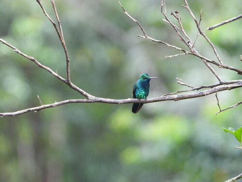 Blue-chinned Sapphire (Chlorestes notata), photo 10