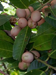 Myristica inutilis
