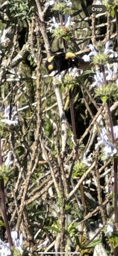 iNaturalist observation photo of Crotch's Bumble Bee
