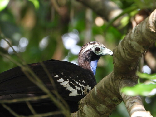Trinidad Piping Guan (Pipile pipile), photo 5
