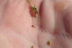 Rhynchospora plumosa